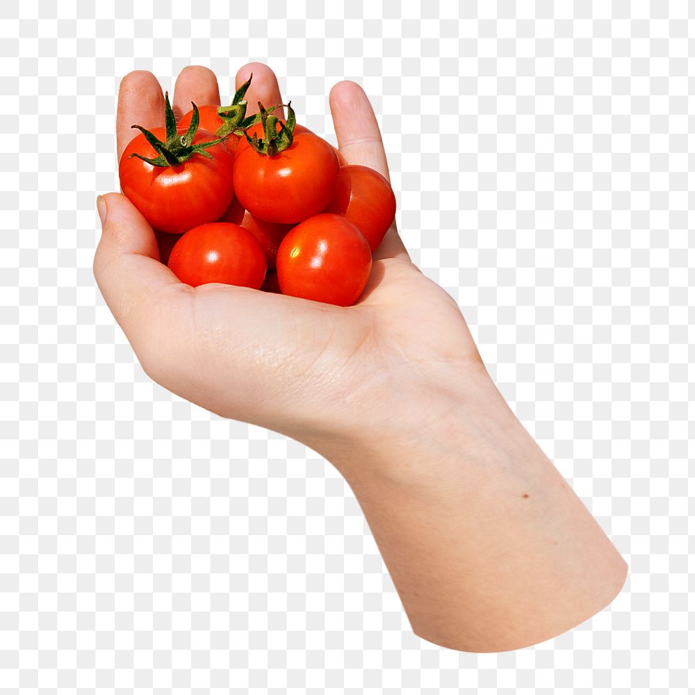 Hand holding cherry tomatoes png sticker, transparent background