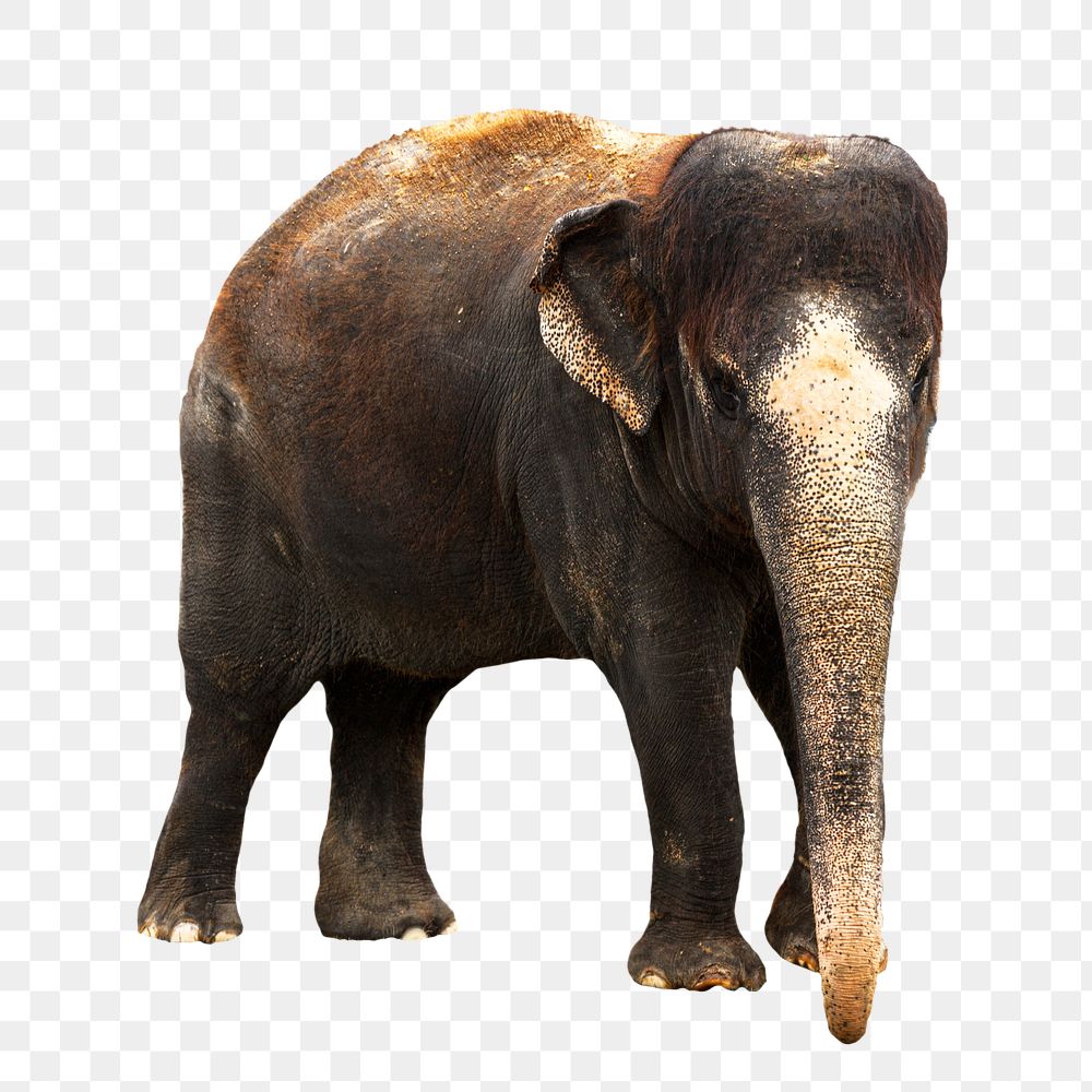 Indian elephant png sticker, transparent background