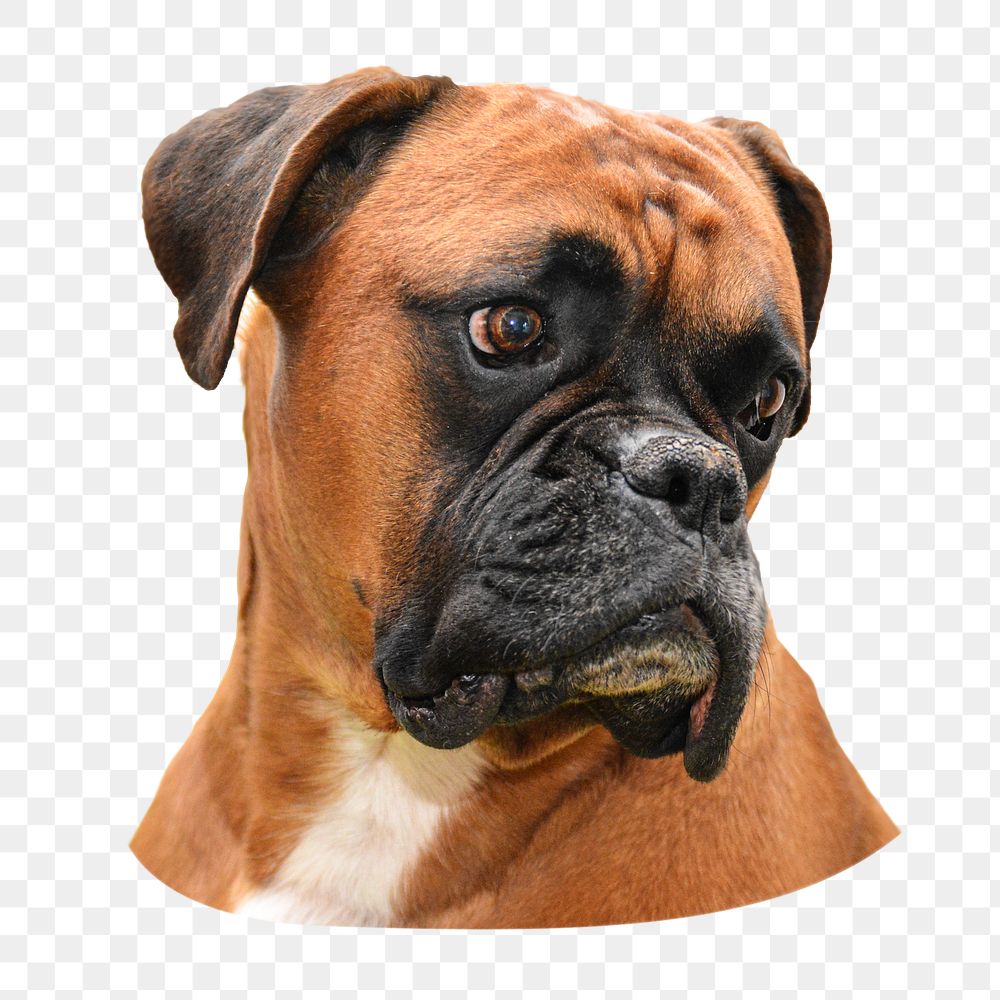 Boxer dog png sticker, transparent background