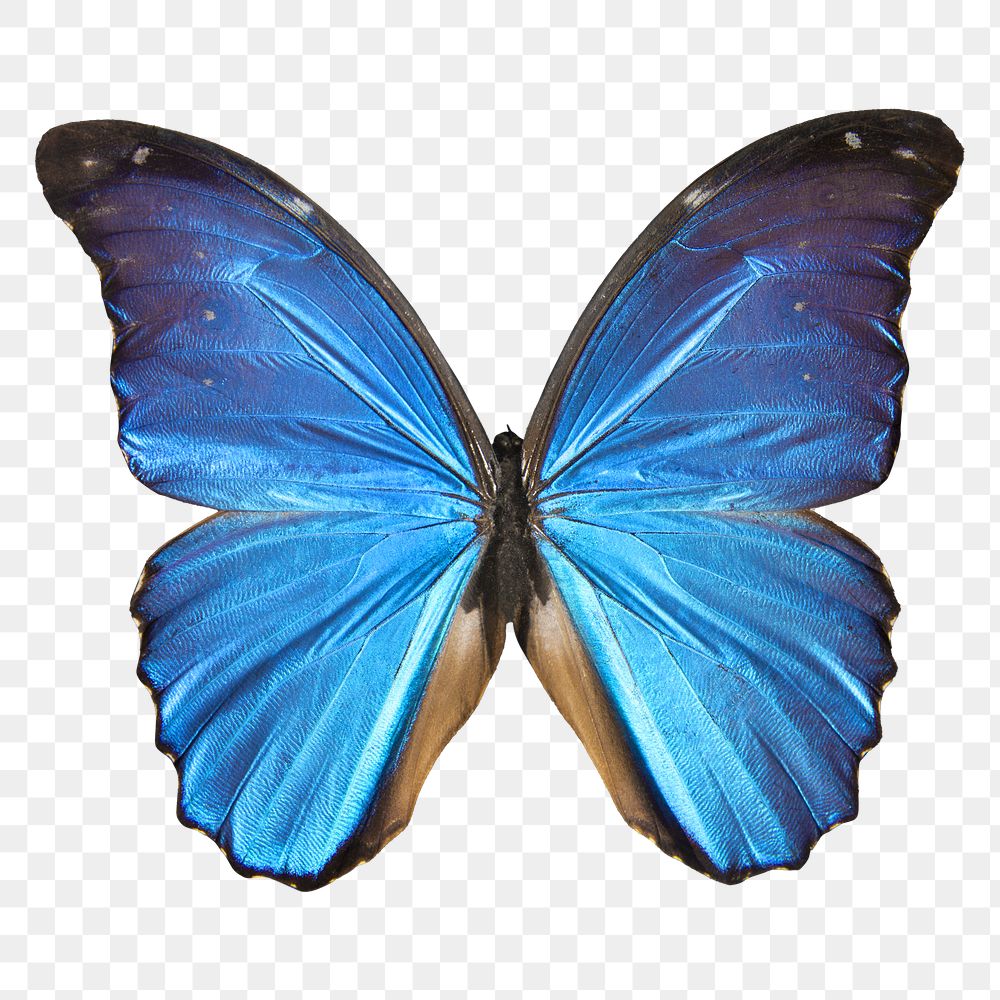 Blue butterfly png sticker, transparent background