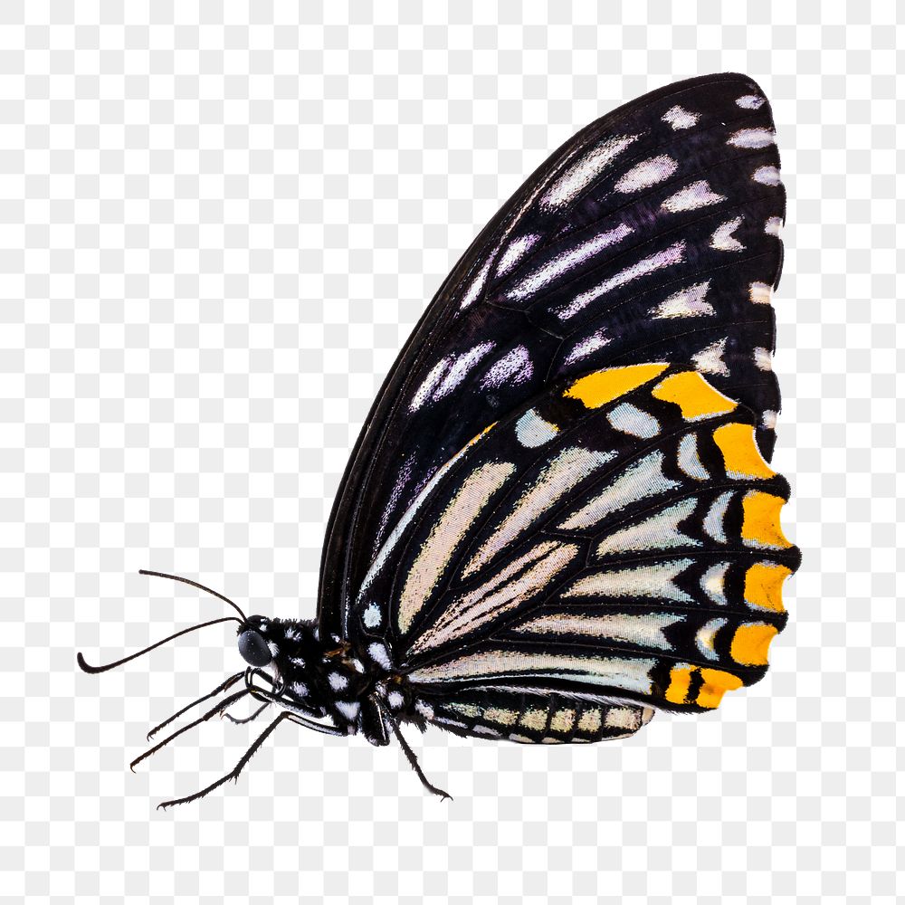 Beautiful butterfly png sticker, transparent background