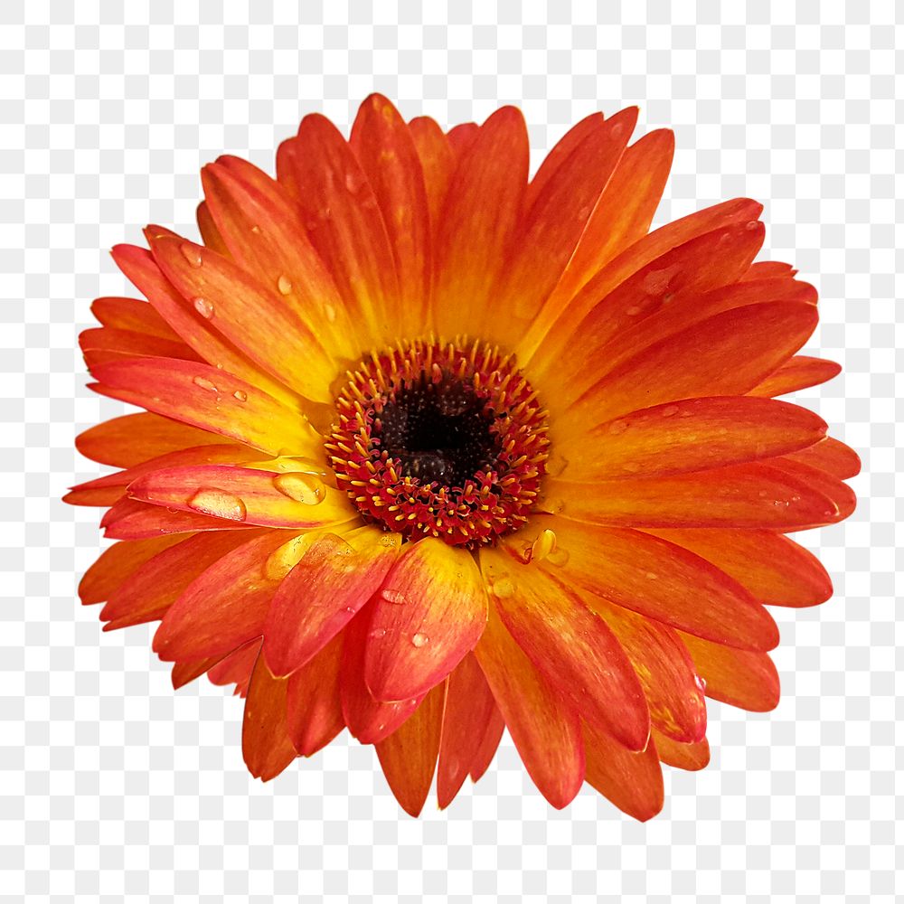 Orange gerbera png flower sticker, transparent background