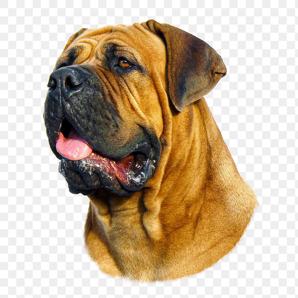 Bulldog pet png sticker, transparent background