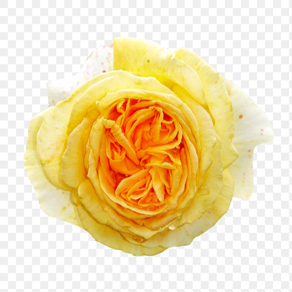 Yellow rose  png flower sticker, transparent background