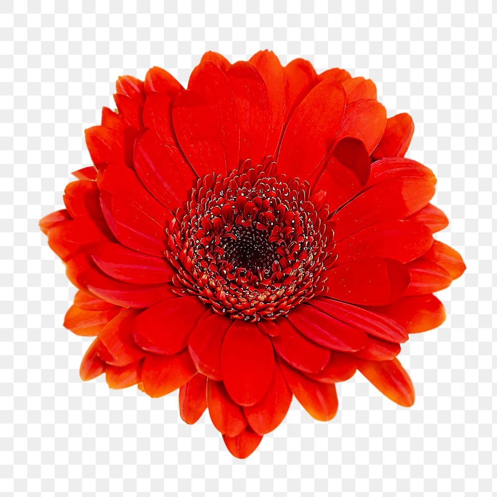 Red Gerbera png flower sticker, transparent background