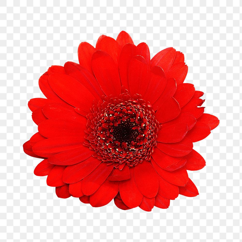 Red Gerbera png, transparent background