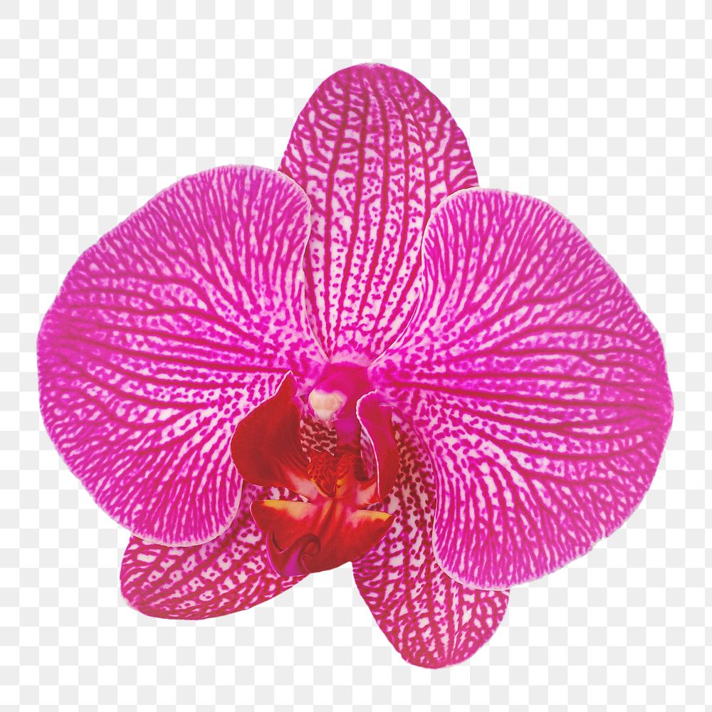 Pink orchid flower png sticker, transparent background