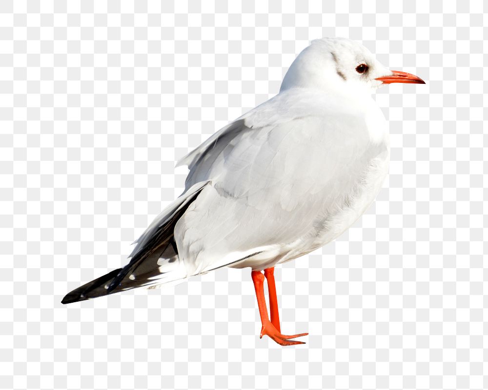 Seagull bird png sticker, transparent background