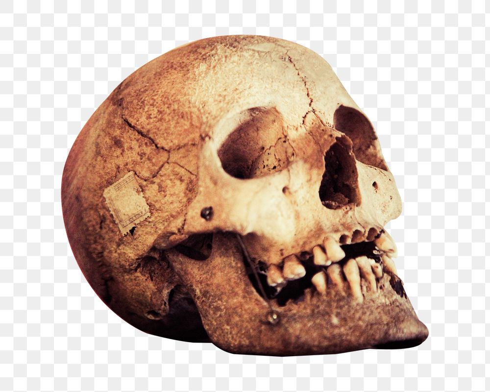 Human skull png sticker, transparent background