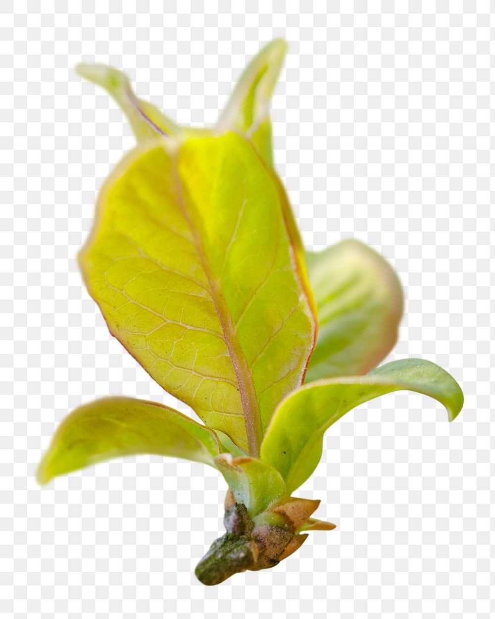 Leaf bud png sticker, transparent background