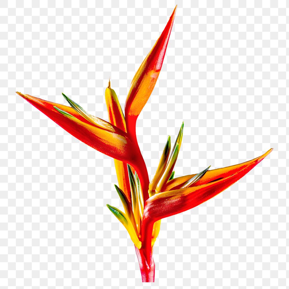 Png Bird of paradise flower sticker, transparent background