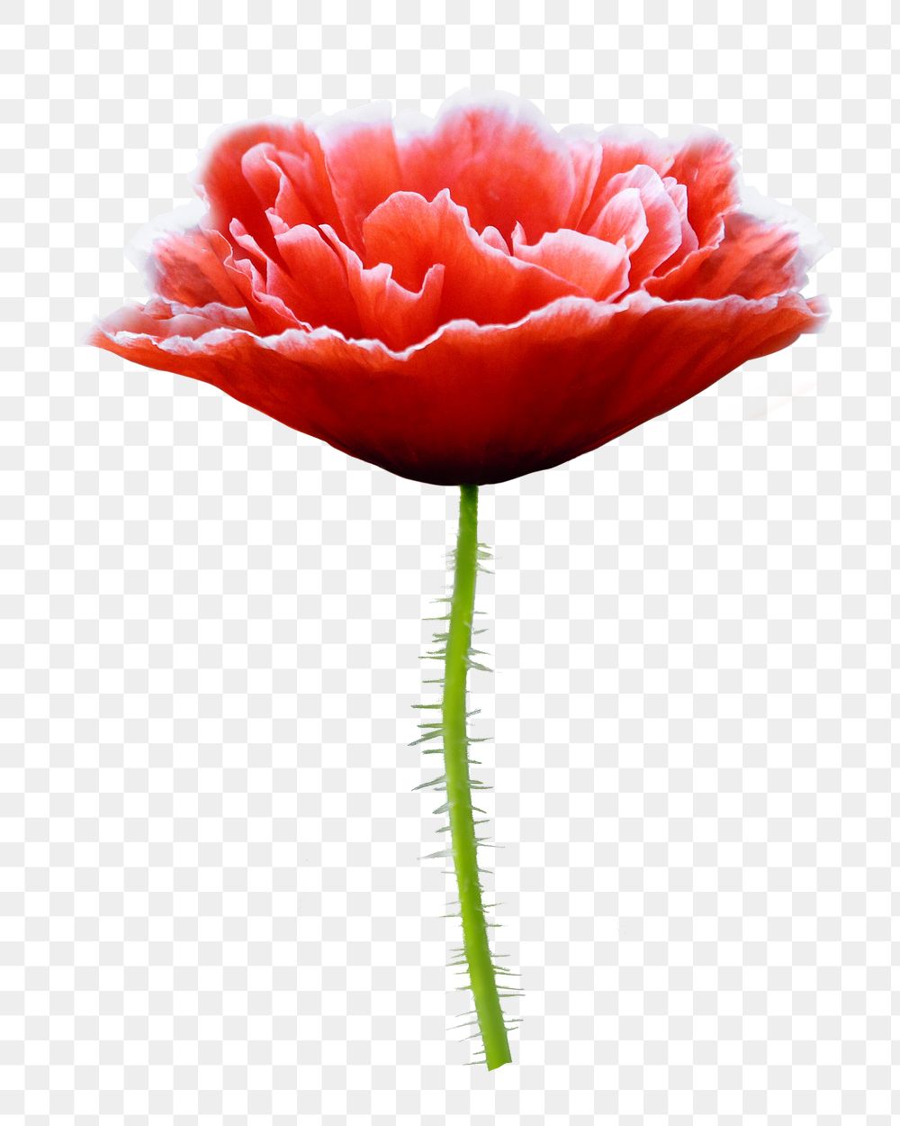 Red poppy flower png sticker, transparent background
