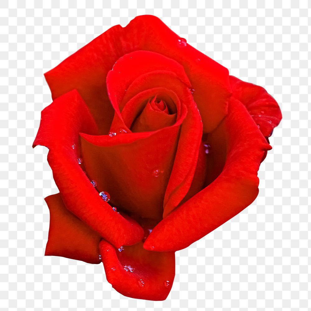 Red rose png sticker, transparent background