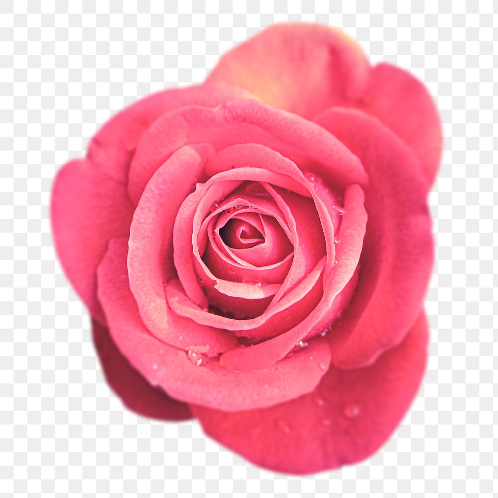 Pink rose png sticker, transparent background