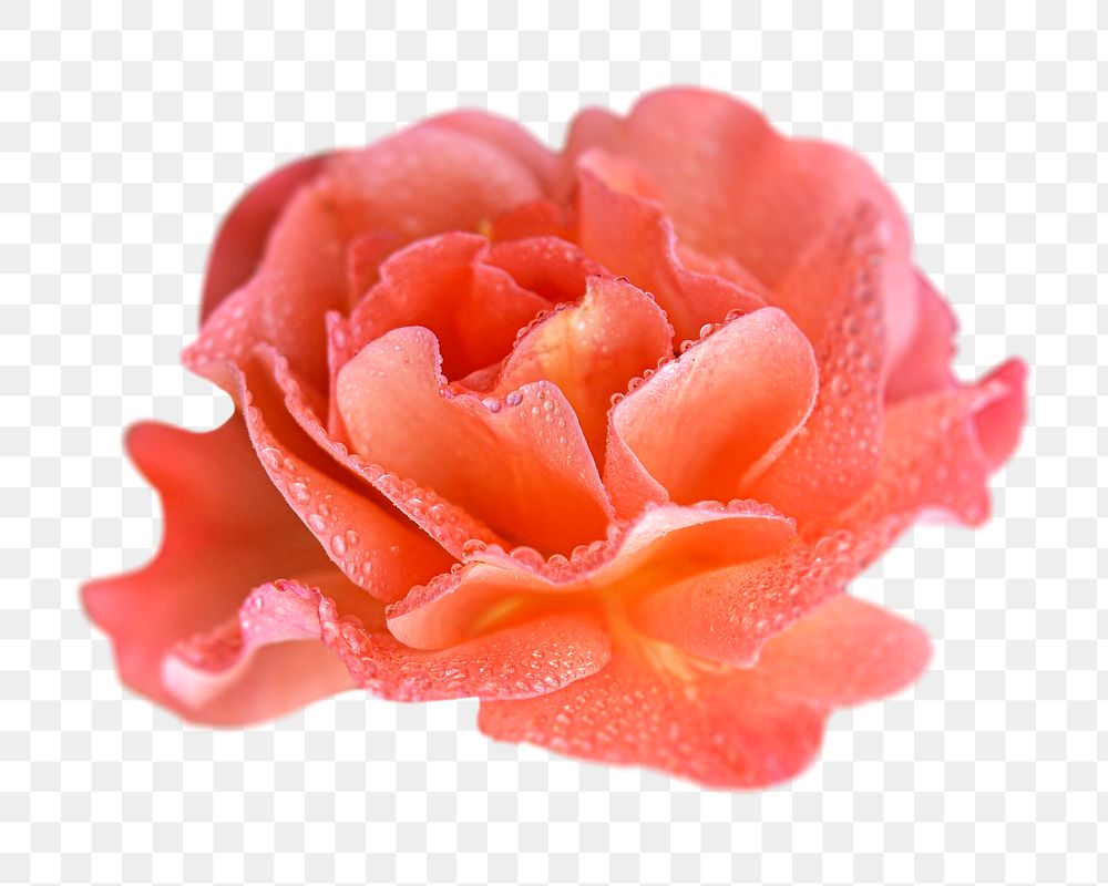 Orange rose png sticker, transparent background