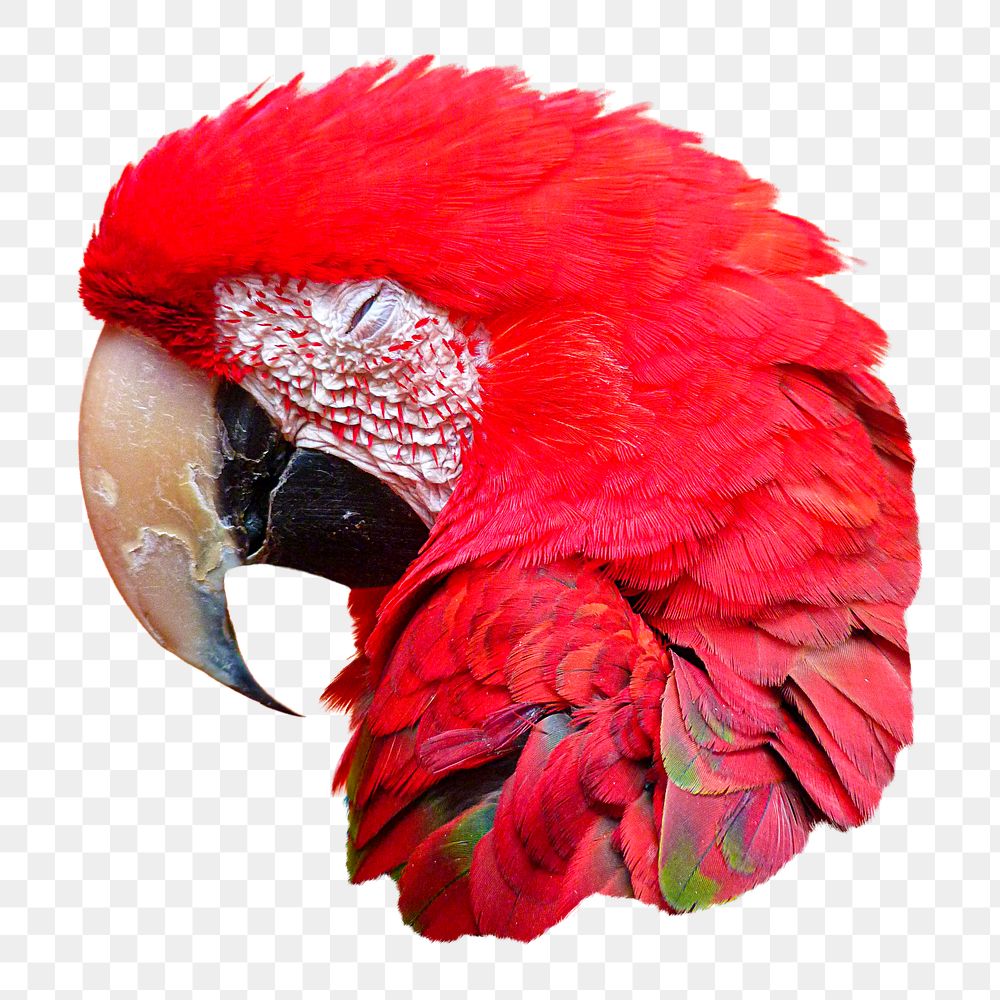 Macaw bird png sticker, transparent background