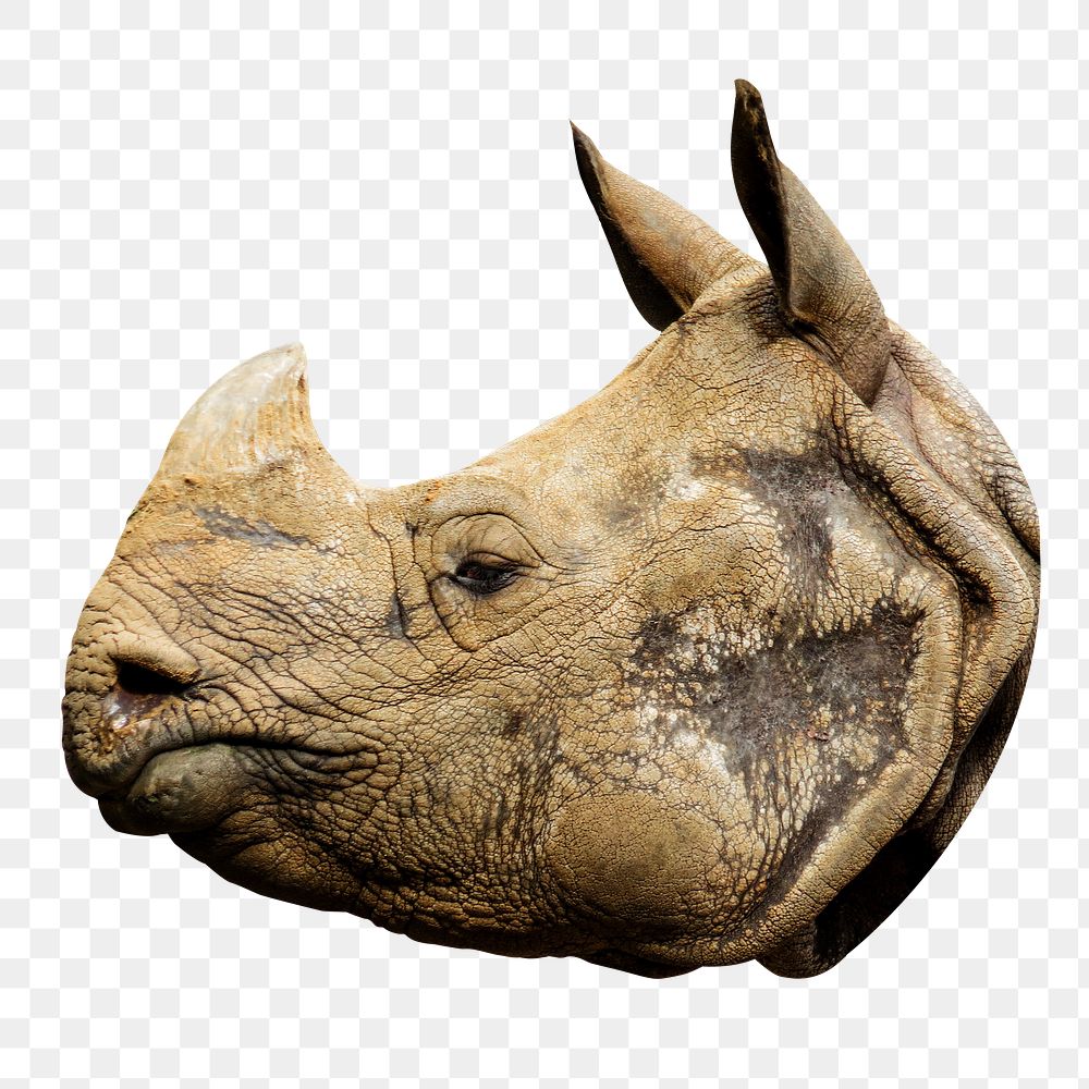 Rhino head png sticker, transparent background