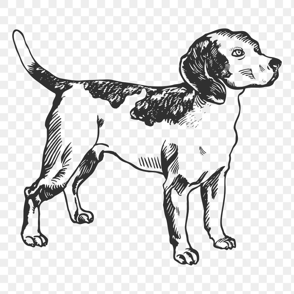 Beagle dog png sticker, black & white illustration, transparent background