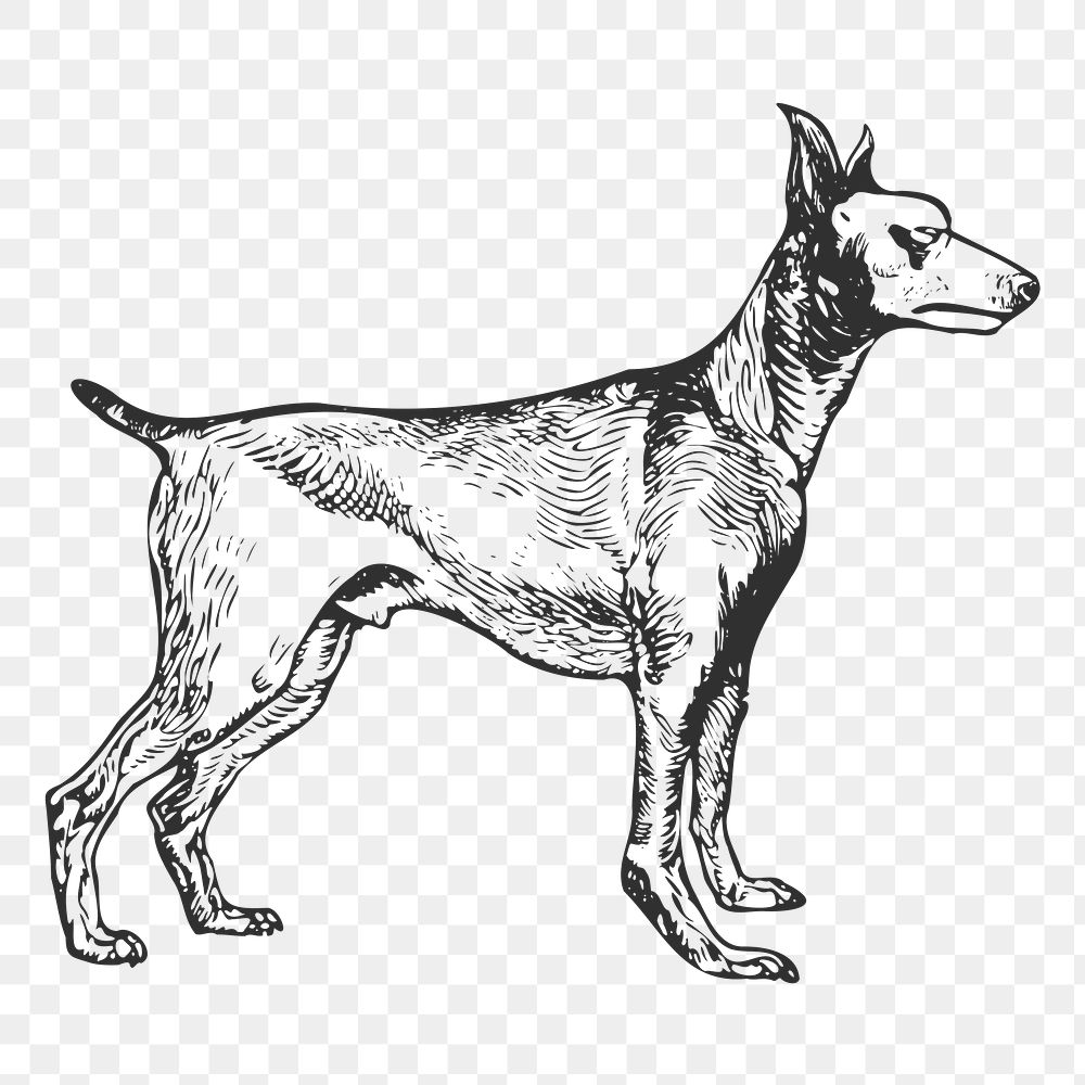 Doberman dog png sticker, black & white illustration, transparent background