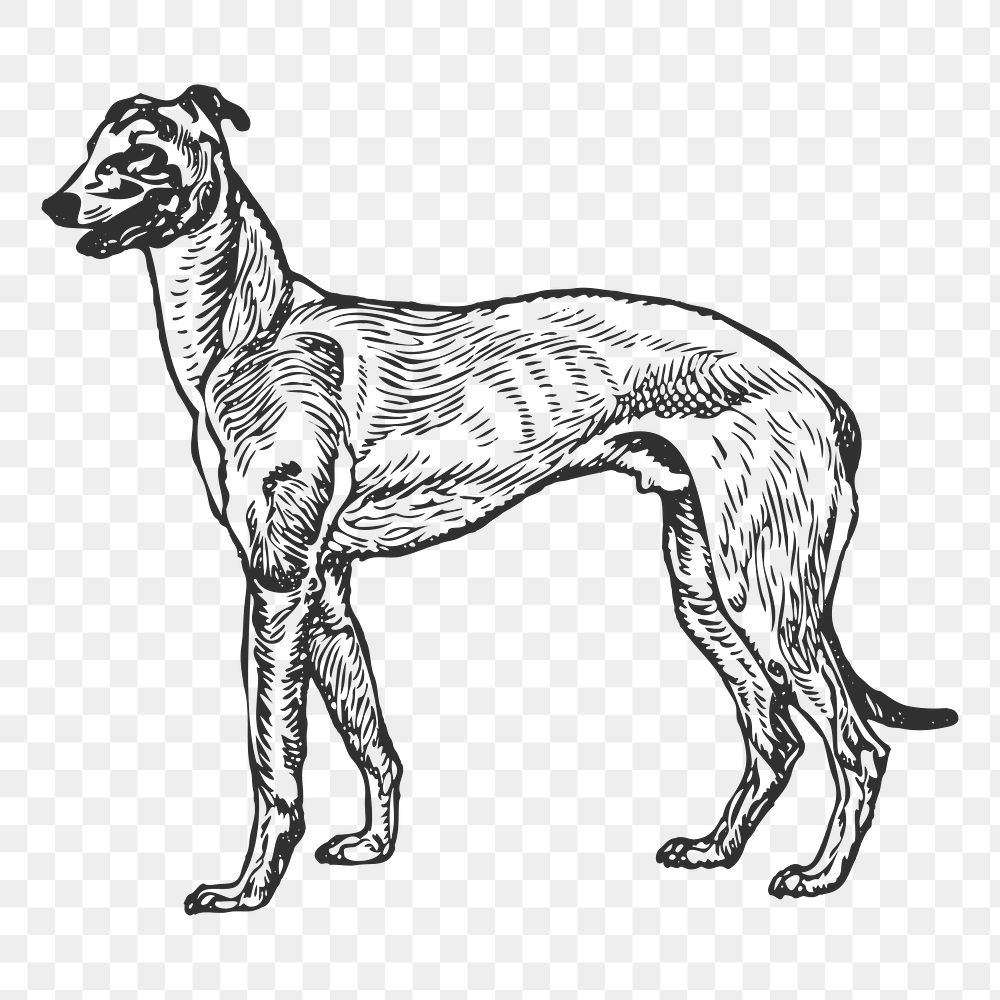 Greyhound dog png sticker, black & white illustration, transparent background