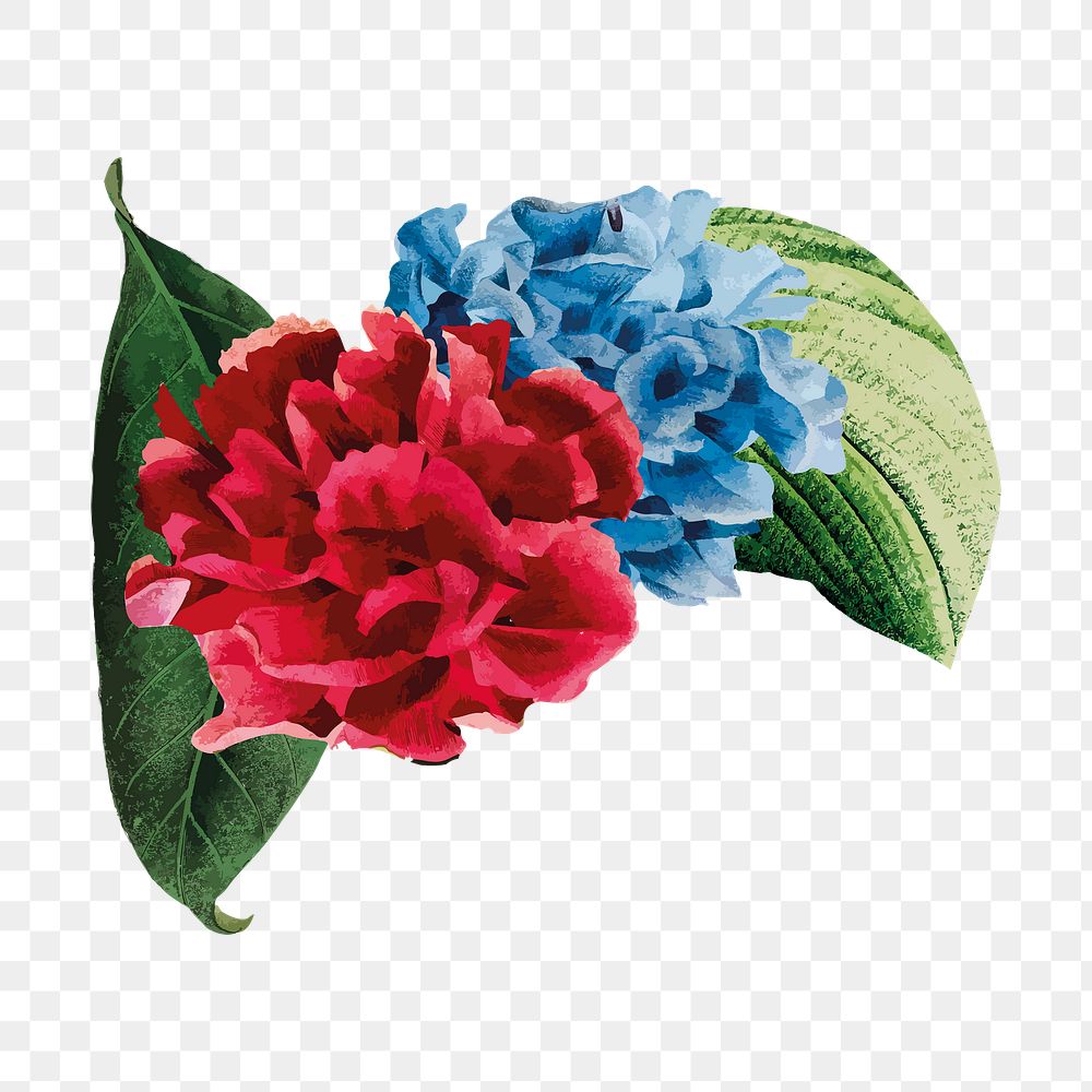 Hydrangea flower png sticker, vintage illustration transparent background
