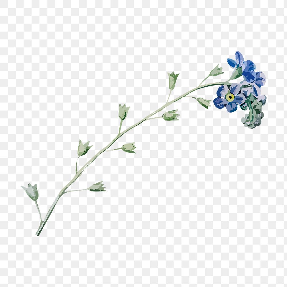 Blue flower png sticker, vintage illustration transparent background