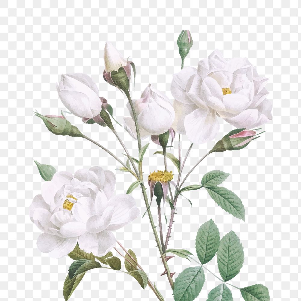 White rose illustration png sticker, transparent background