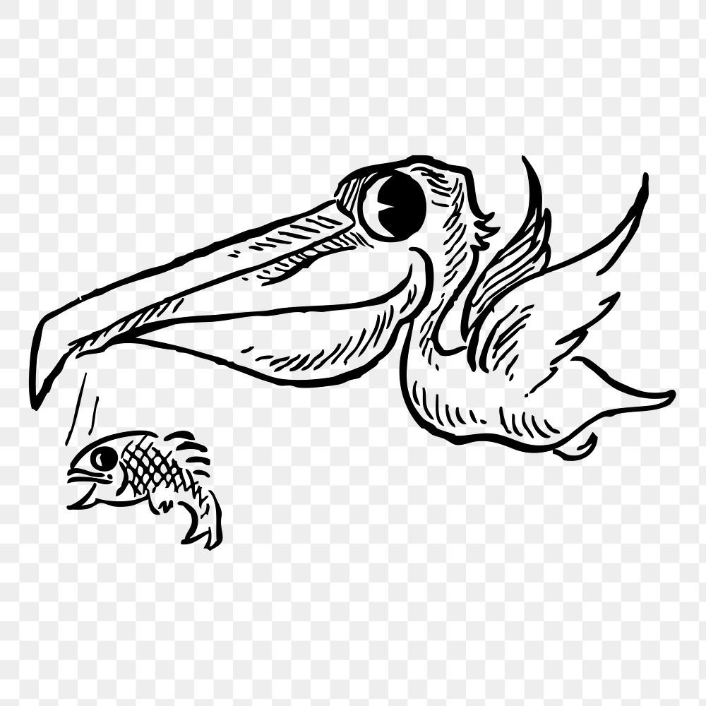 Pelican png  illustration, transparent background. Free public domain CC0 image.