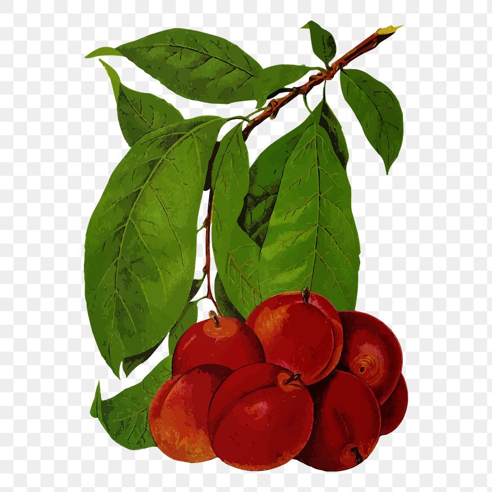 Plum fruit png  illustration, transparent background. Free public domain CC0 image.