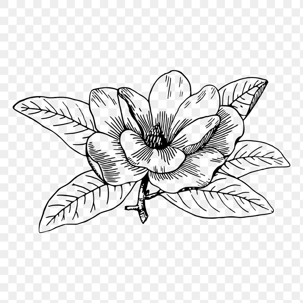 Flower png sticker, transparent background. Free public domain CC0 image.