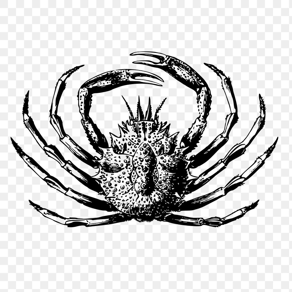 King crab png  illustration, transparent background. Free public domain CC0 image.