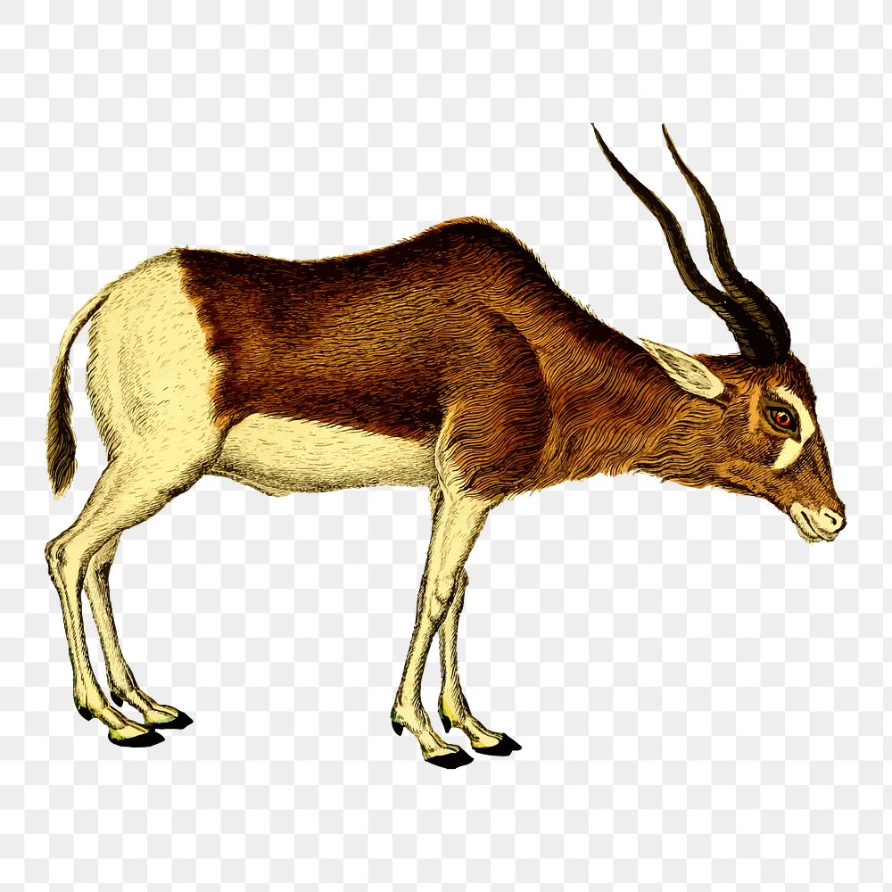 Antelope png  illustration, transparent background. Free public domain CC0 image.