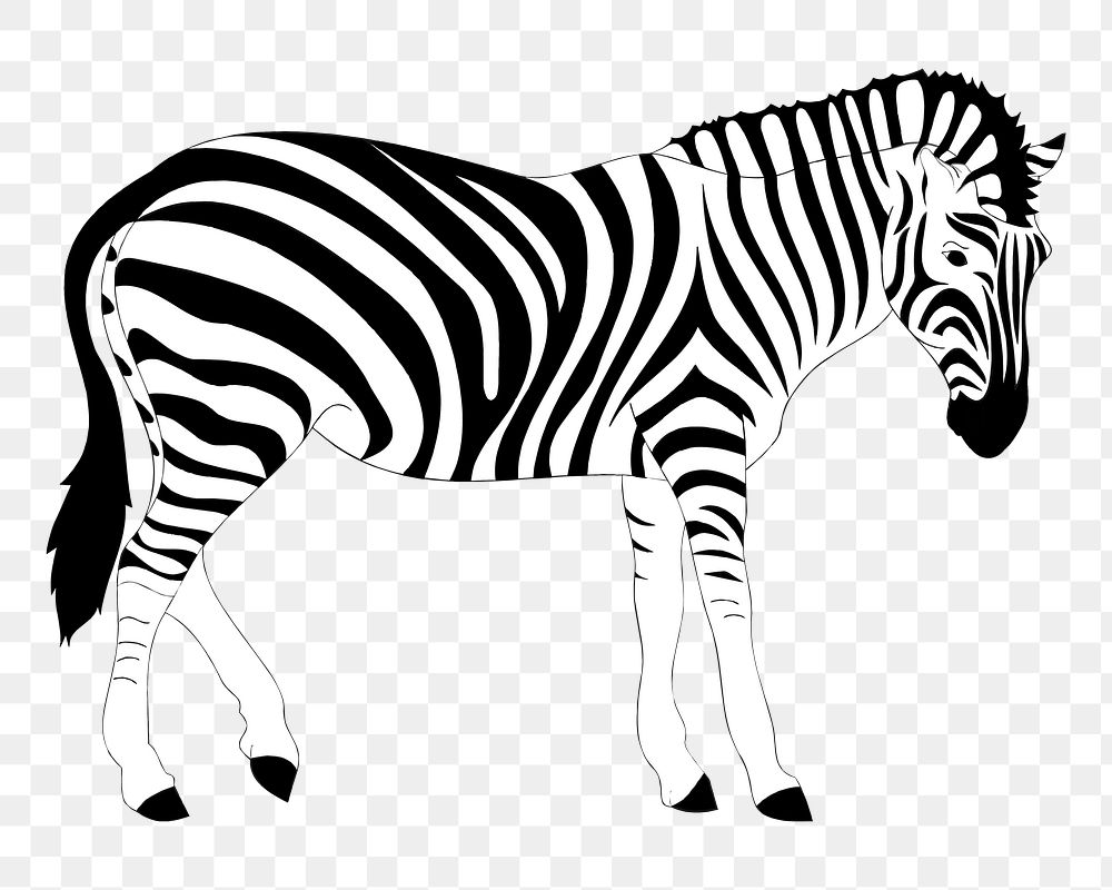 Zebra png sticker, transparent background. Free public domain CC0 image.