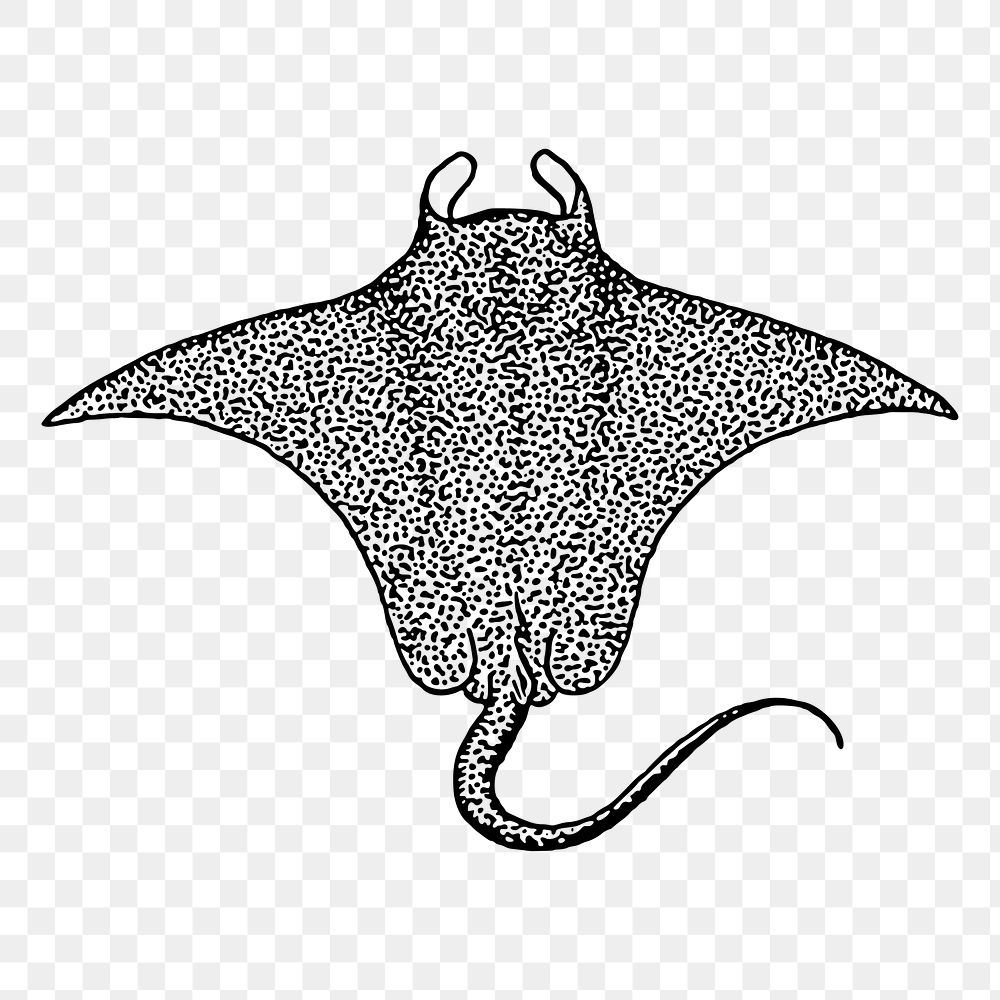 Stingray png sticker, transparent background. Free public domain CC0 image.