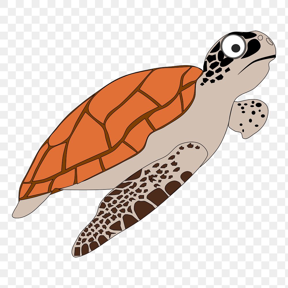 Sea turtle png illustration, transparent background. Free public domain CC0 image.
