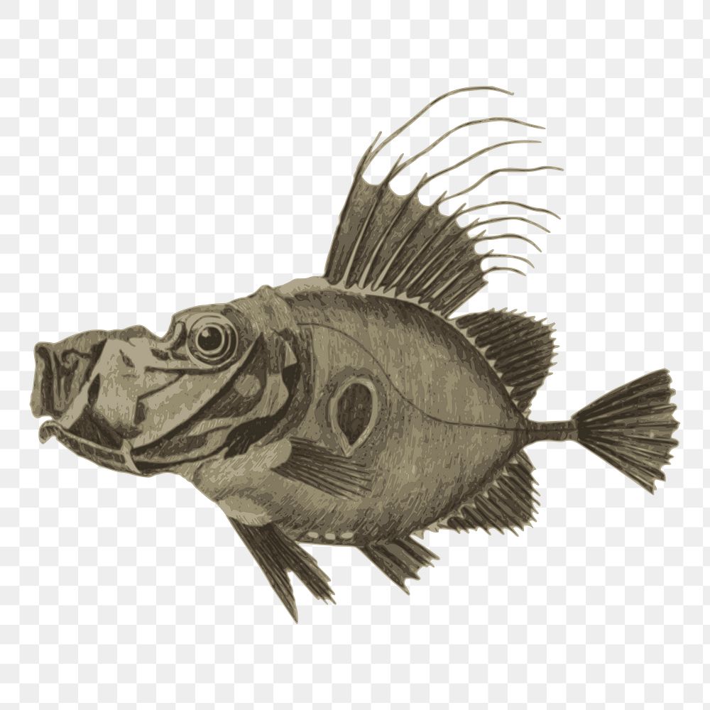 Doree fish png illustration, transparent background. Free public domain CC0 image.