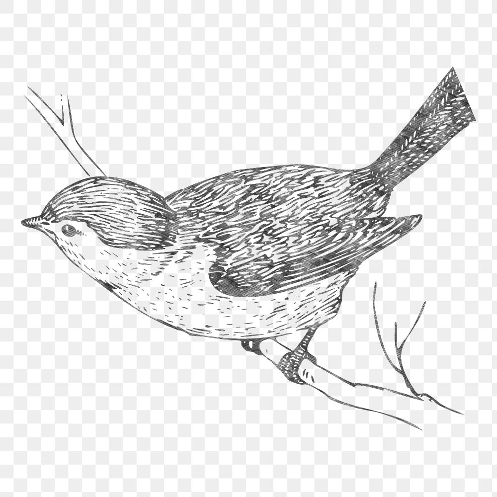 Bird sketch png illustration, transparent background. Free public domain CC0 image.