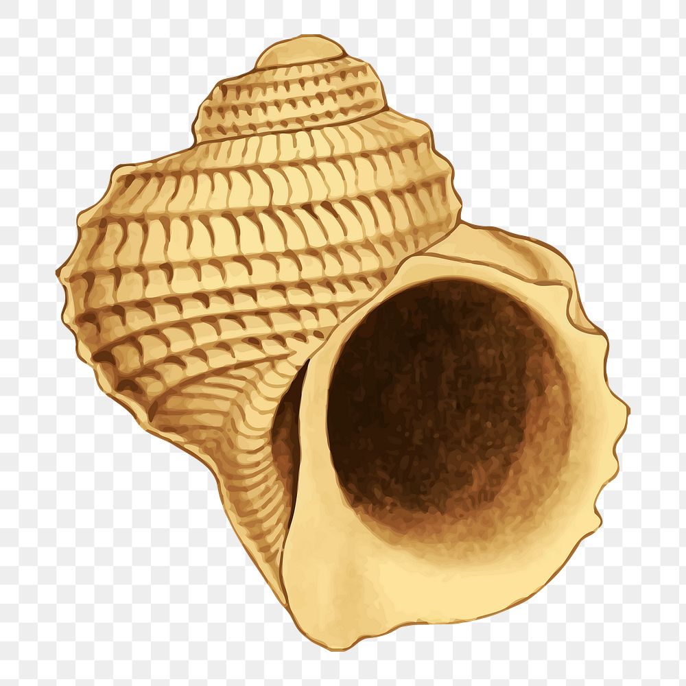 Shell png sticker, transparent background. 