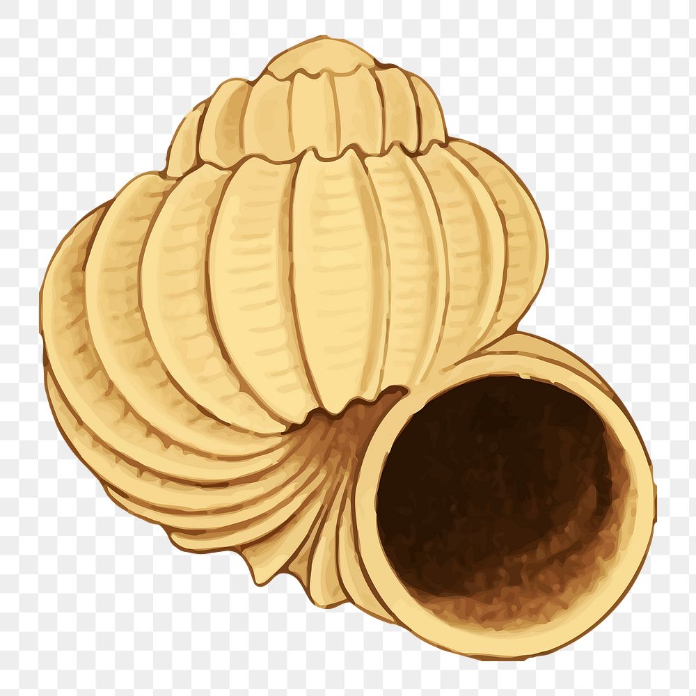 Shell png sticker, transparent background. 