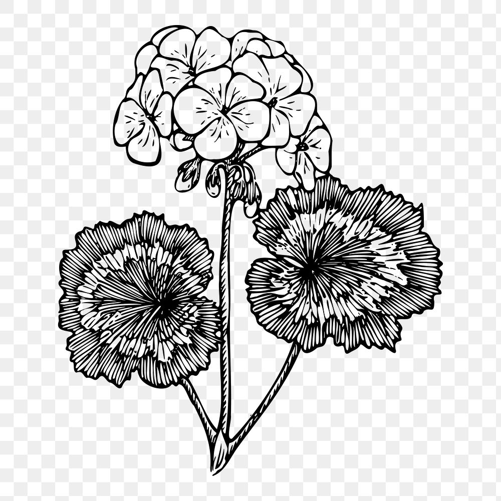 Flower png sticker, transparent background. Free public domain CC0 image.