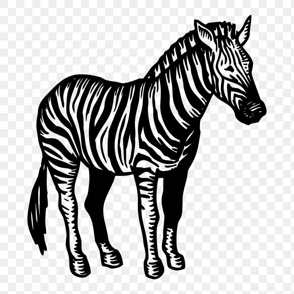 Zebra png sticker, transparent background. Free public domain CC0 image.