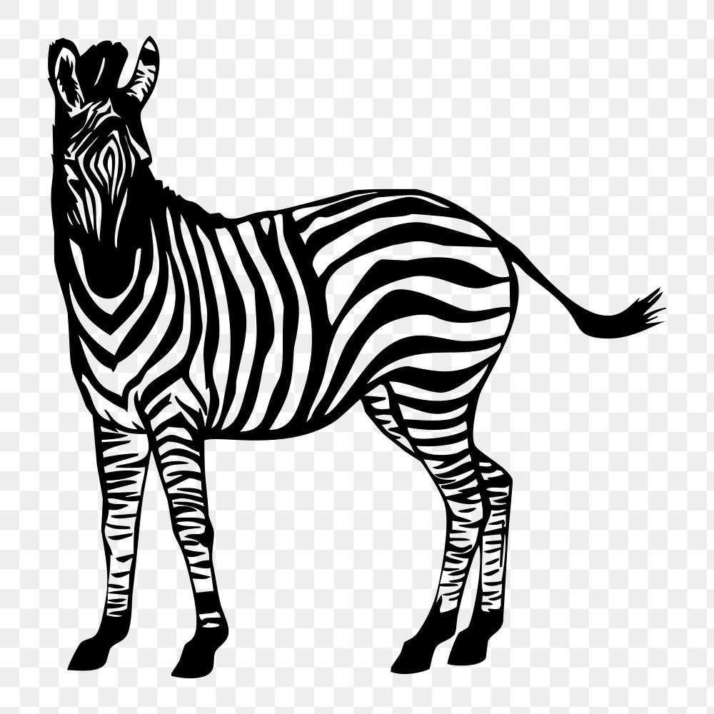Zebra png sticker, transparent background. Free public domain CC0 image.