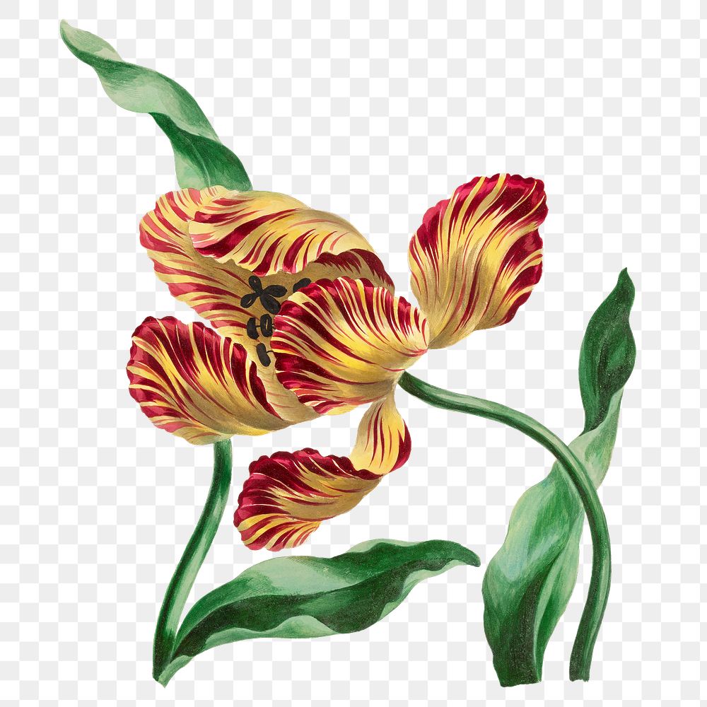 Yellow exotic flower png sticker, transparent background