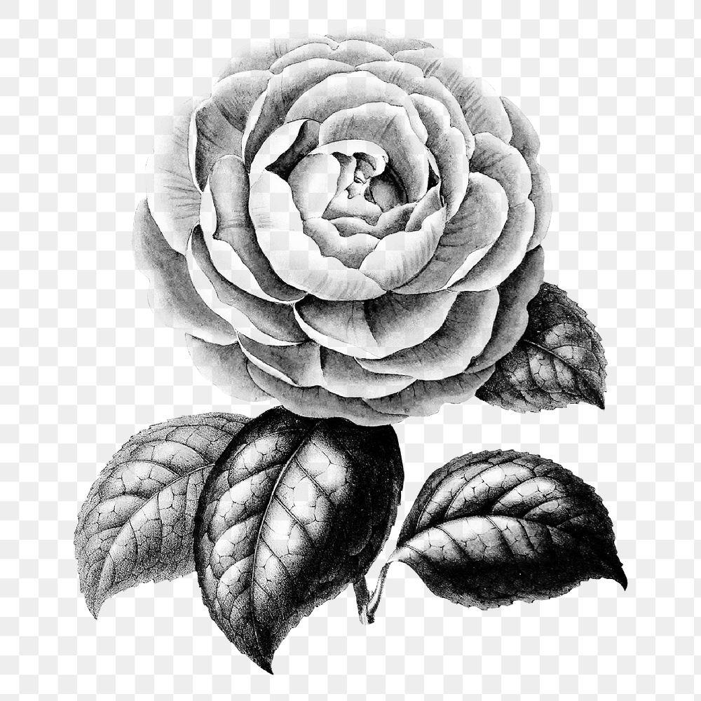 Vintage rose flower png sticker, transparent background