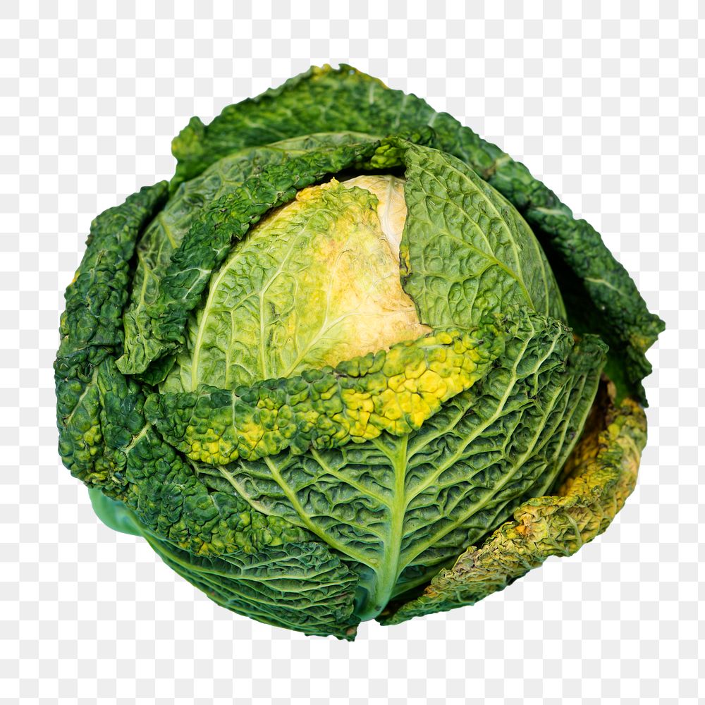 Cabbage vegetable png sticker, transparent background
