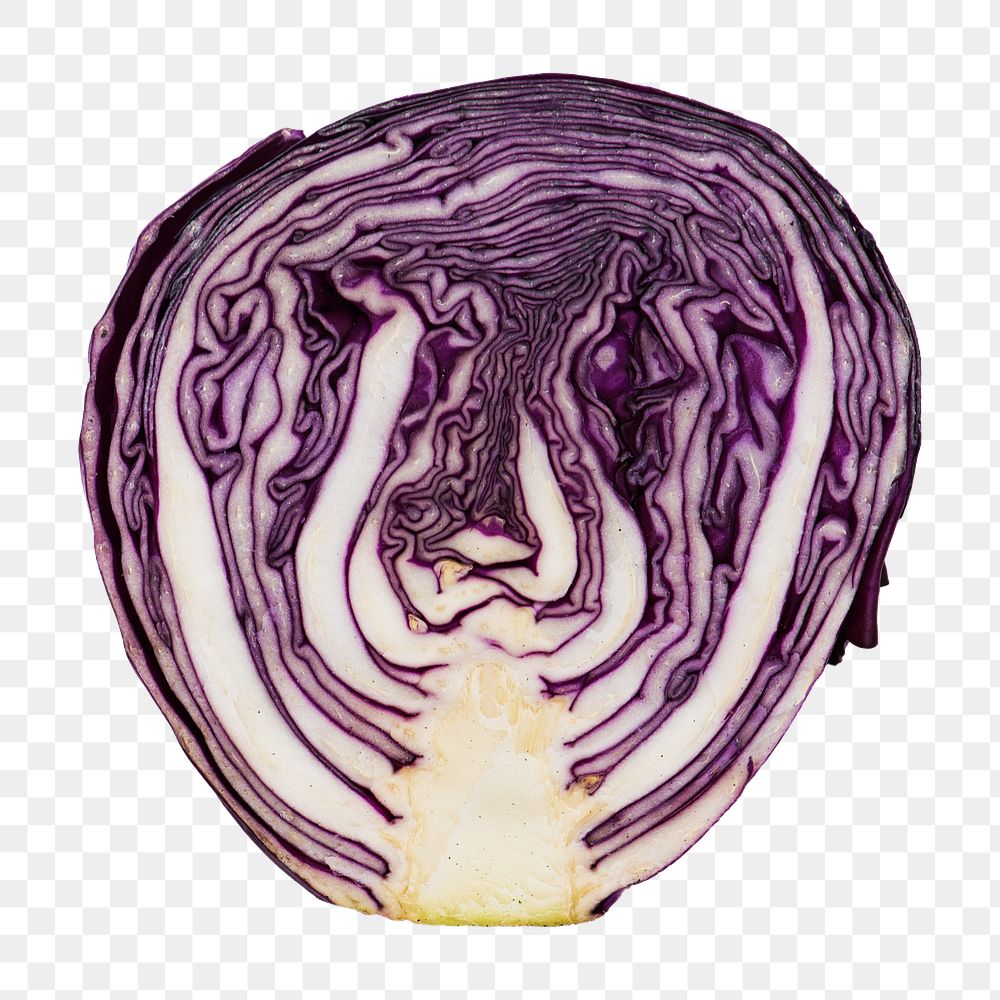 Purple cabbage vegetable png sticker, transparent background