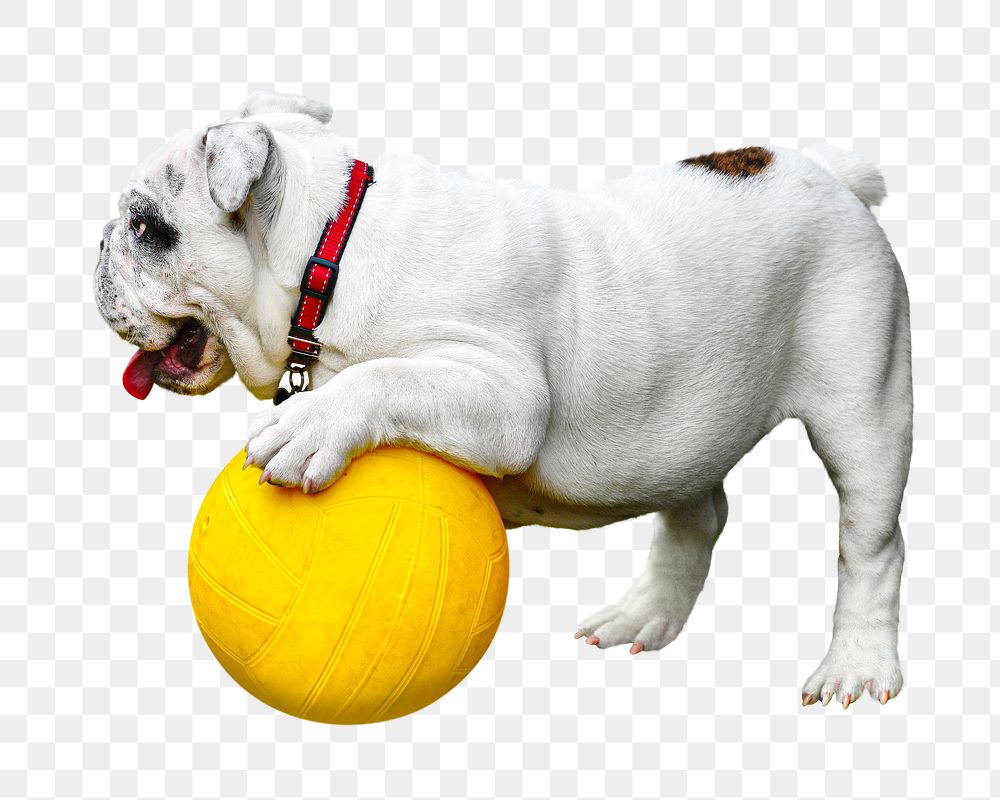 Bulldog playing  ball png sticker, transparent background