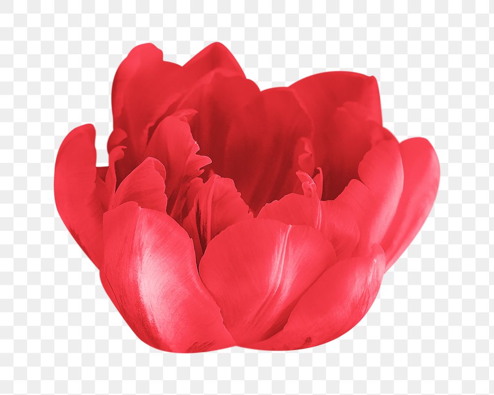 Red tulip png sticker, transparent background