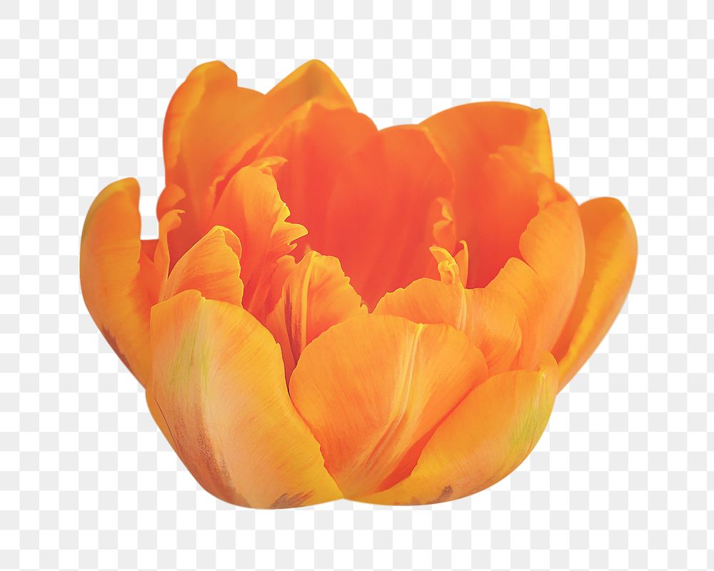 Orange tulip png sticker, transparent background