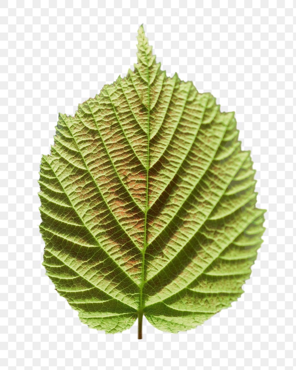 Perilla leaf png sticker, transparent background
